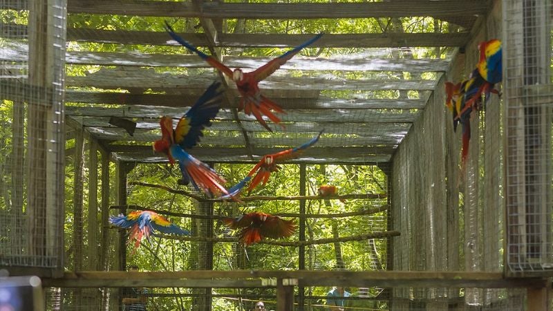 Guacamayas Copán (2)