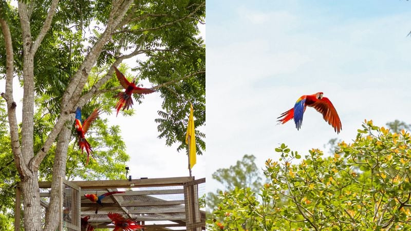 Guacamayas regresan a los cielos copanecos