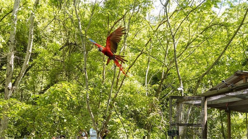 Guacamayas Copán Ruinas Guacamayas Copán Ruinas