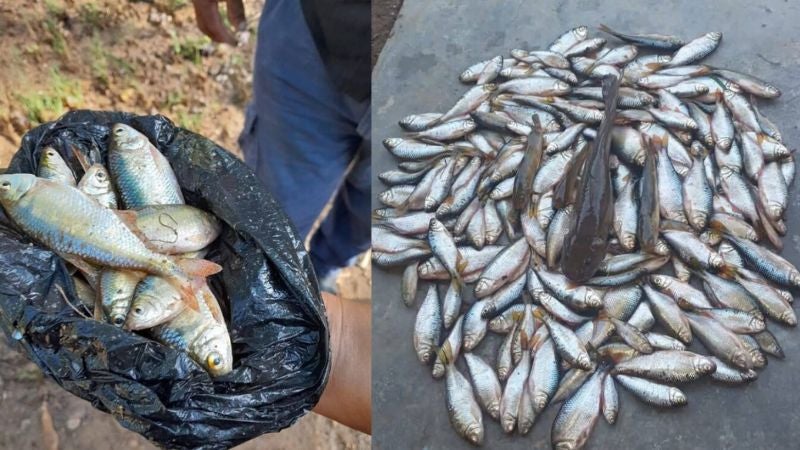 Lluvia de peces en Yoro