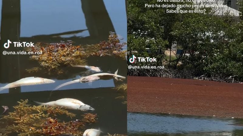 Extraño olor y peces muertos Roatán
