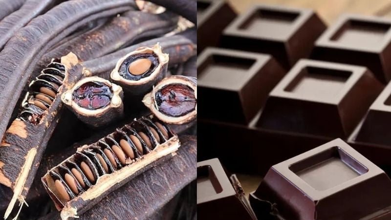 Hondureños apuestan por el chocolate con carao para combatir la anemia