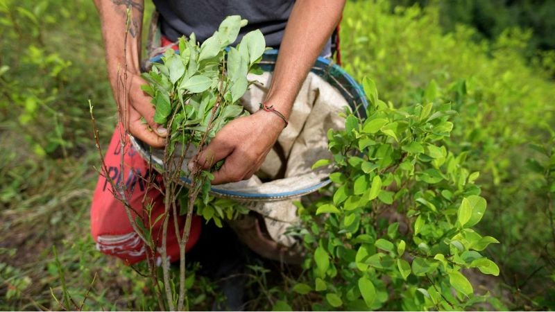 Honduras suma más territorios con cultivos de coca
