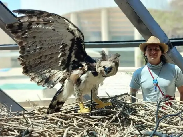 Reaparece el águila arpía en Chiapas 12 años