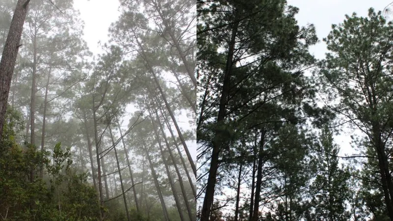 Celaque fuente de vida