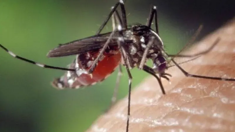 Menores 10 años afectados dengue