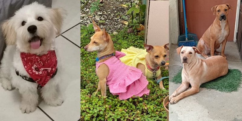 Día Mundial del Perro