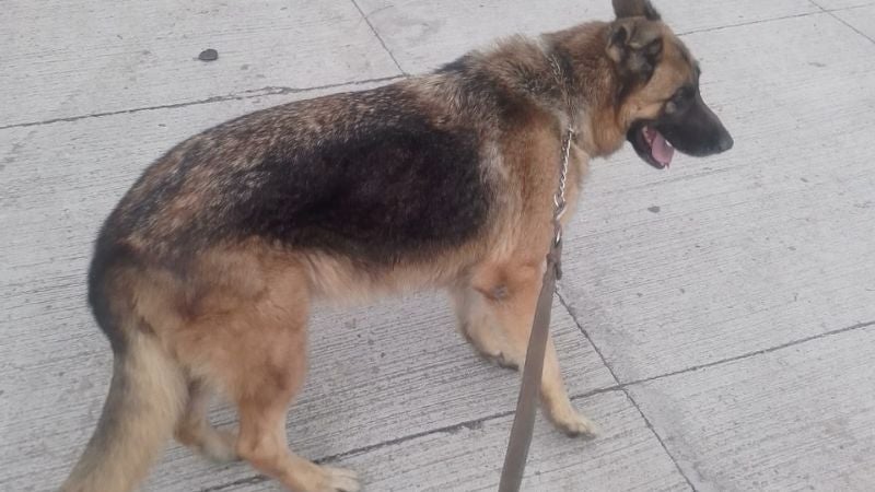 Koby en el cumplimiento