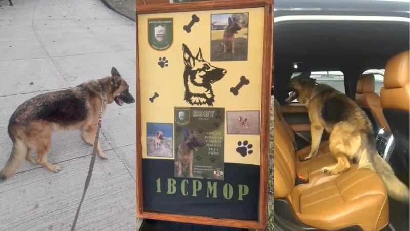 Koby perro militar experto Koby perro militar experto