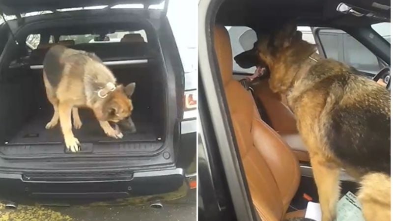 Koby perro militar 4