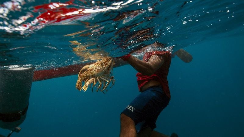 Arranca pesca de langosta espinosa