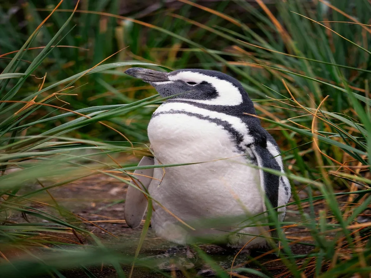 Leonardo Dicaprio compra isla