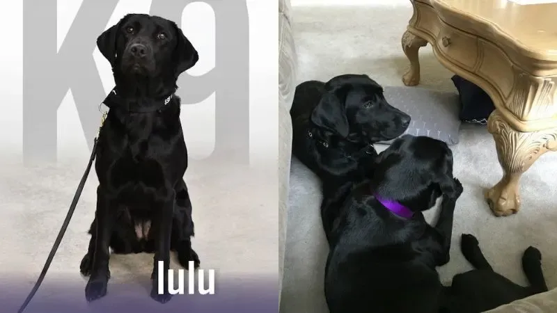 Lulú perrita dejó CIA