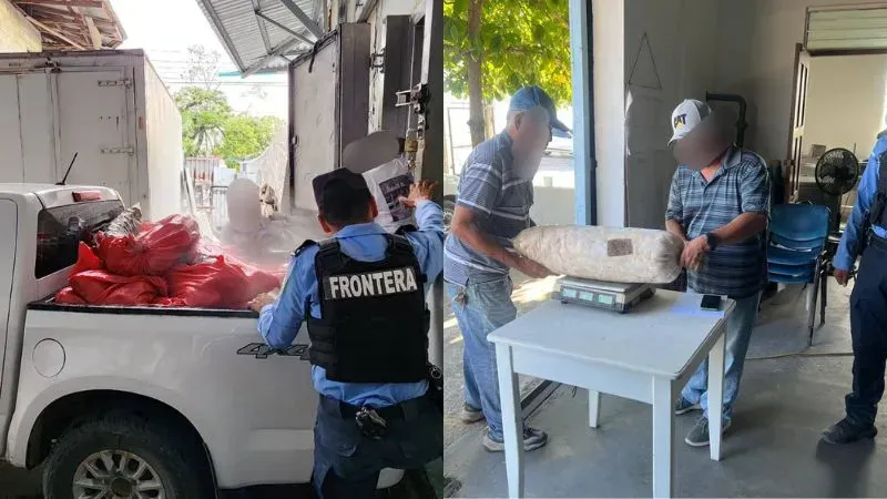 Decomisan caracol langosta Ceiba