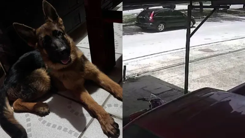 Roban a pastor alemán en SPS