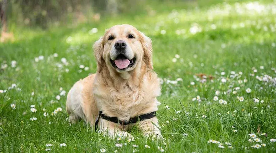 Día Mundial del Perro