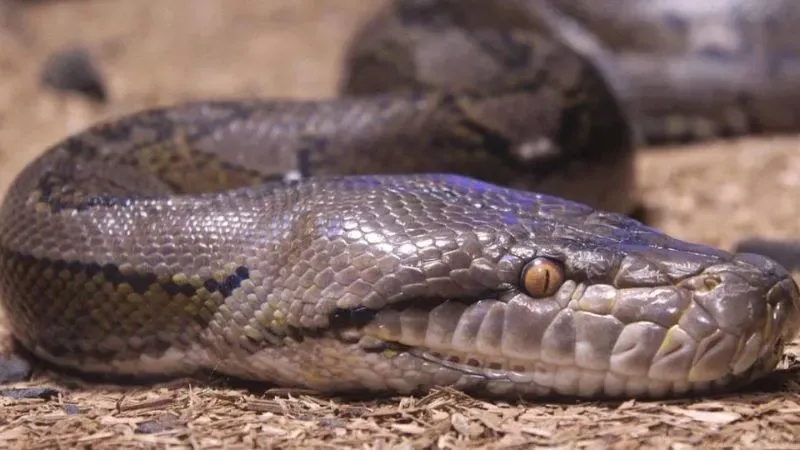 Pitón trago hombre Indonesia