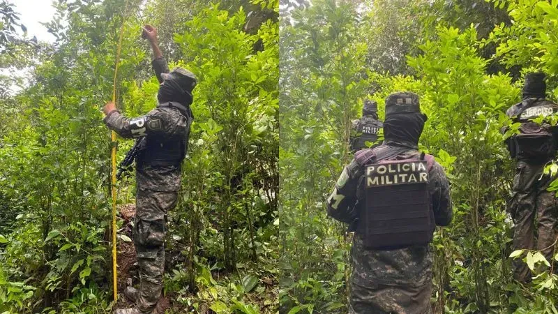 Tres plantaciones coca Colón