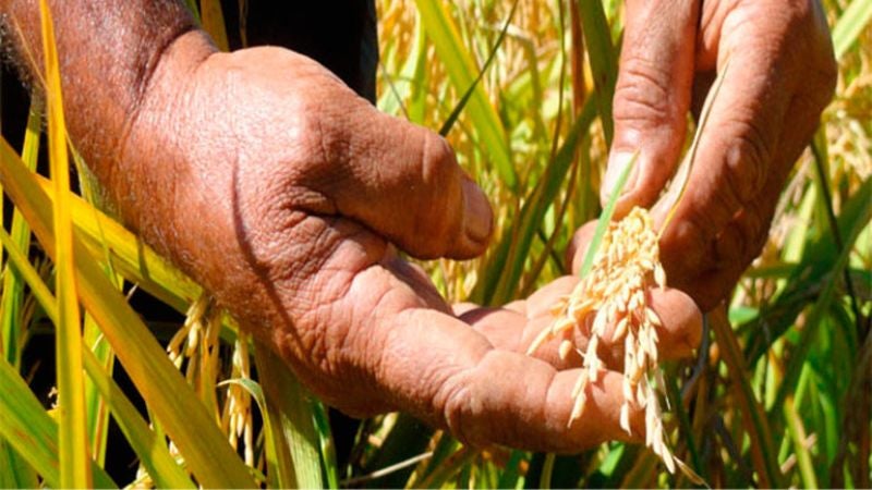 precio justo para cosecha de arroz
