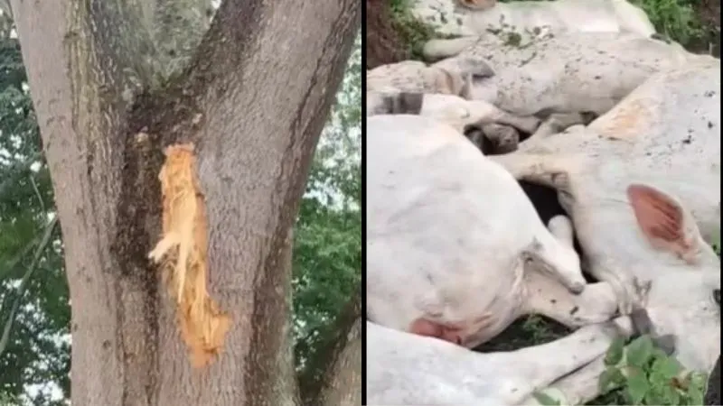 Rayo mata vacas Olancho