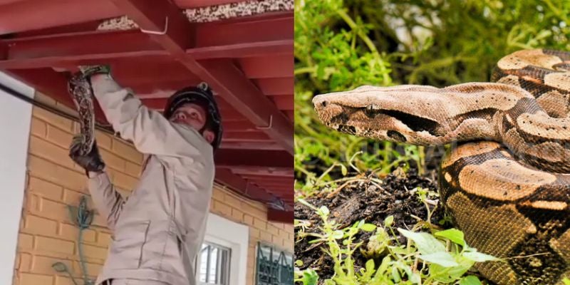 Pánico en Comayagüela: serpiente de dos metros es hallada dentro de una vivienda