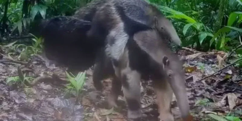 oso hormiguero con su bebé conquistan las redes