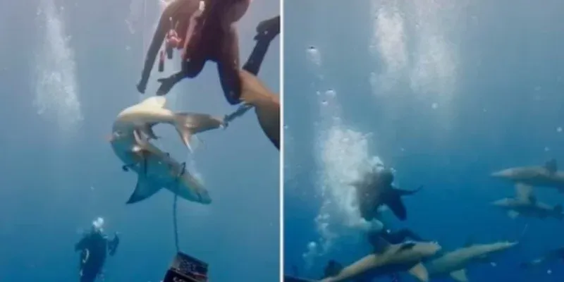 Tiburón muerde a buzo en Florida en plena pesca submarina