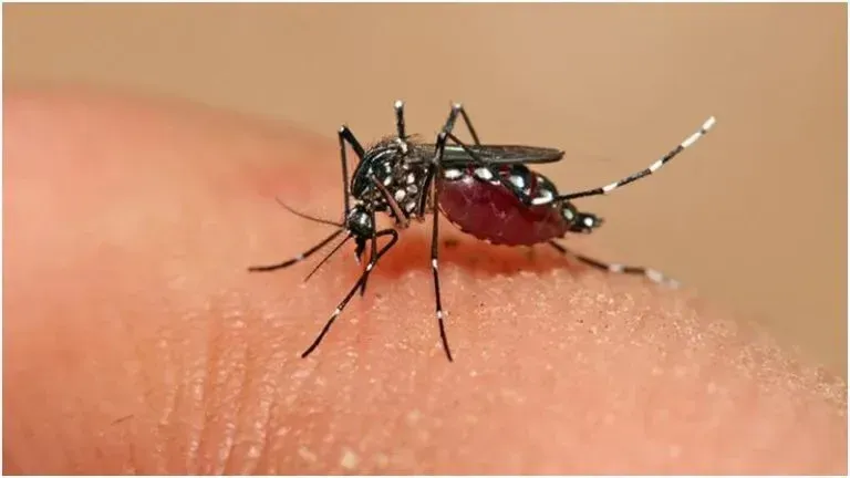 Alerta en Panamá: 13 personas han muerto por dengue en 2025