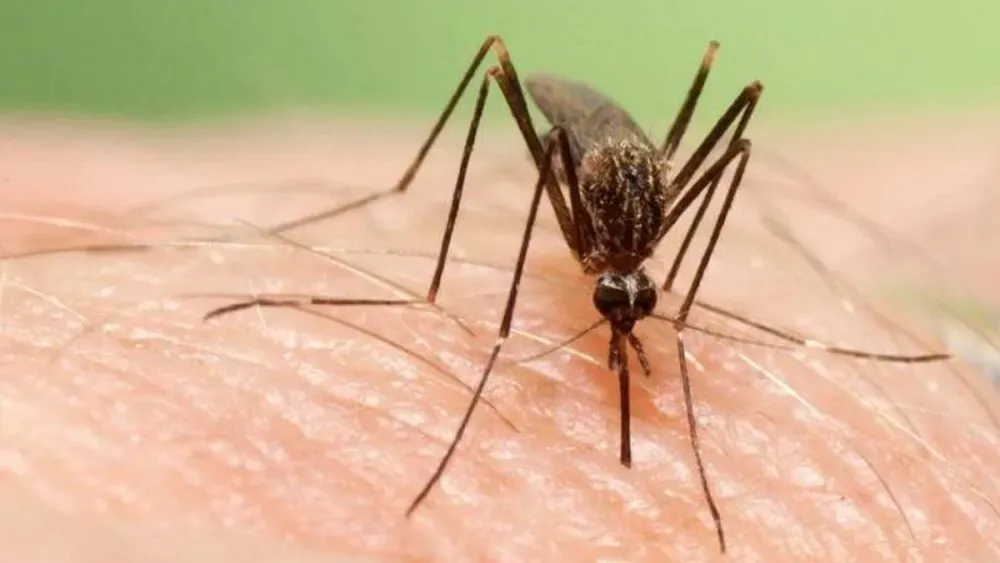 Muere una mujer de 82 años por virus del Nilo Occidental en Italia