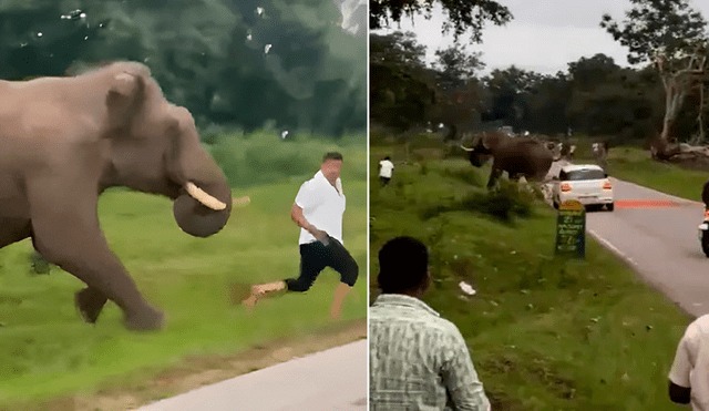 Elefante persiguió y pisoteó a turista