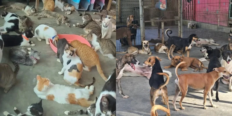 Refugio Patitas de Amor pide ayuda