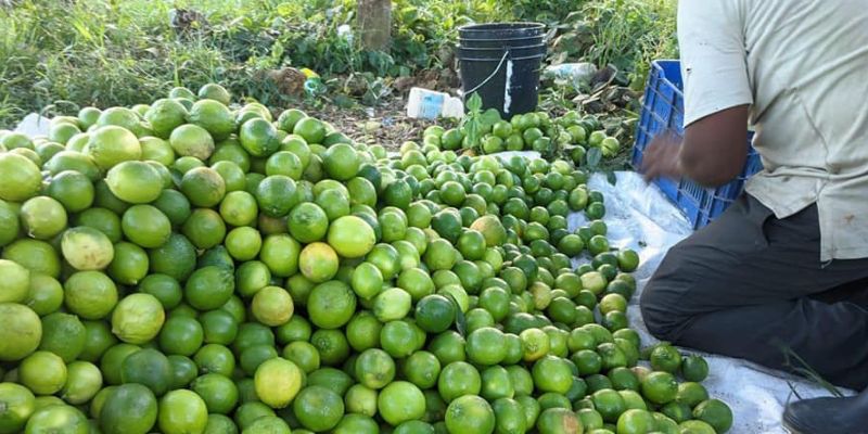 En riesgo total: 80 manzanas de limón persa podrían perderse en Colón por desplome de ventas