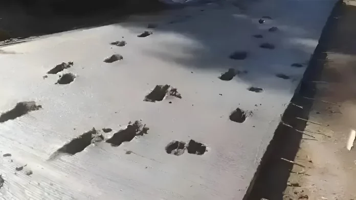 Pavimento dañado por animales