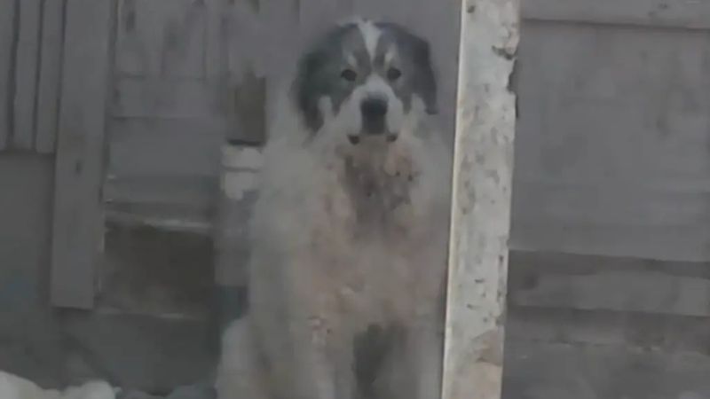 adolescente atacada por perros