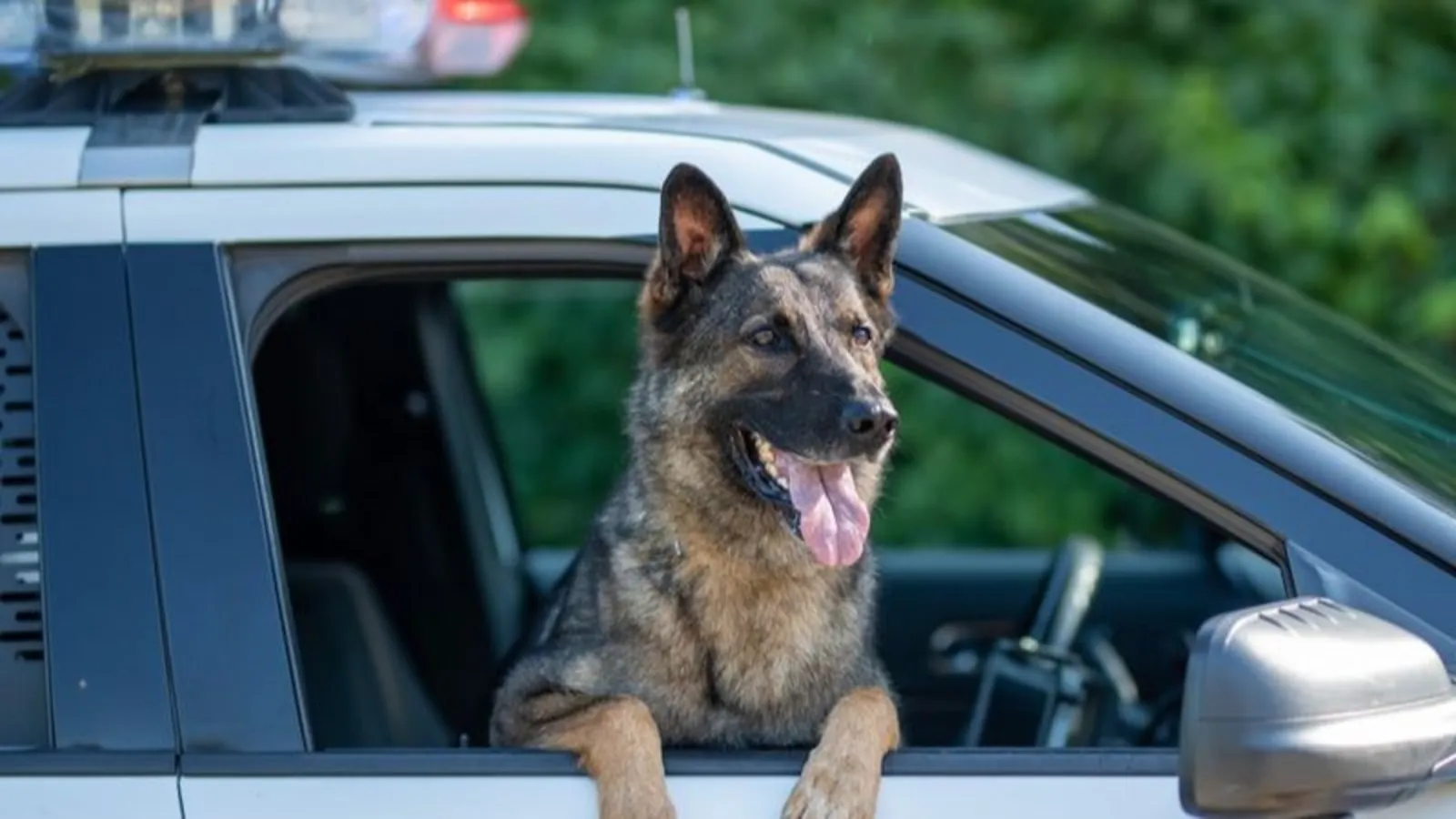 Perro policía ataca a varias personas