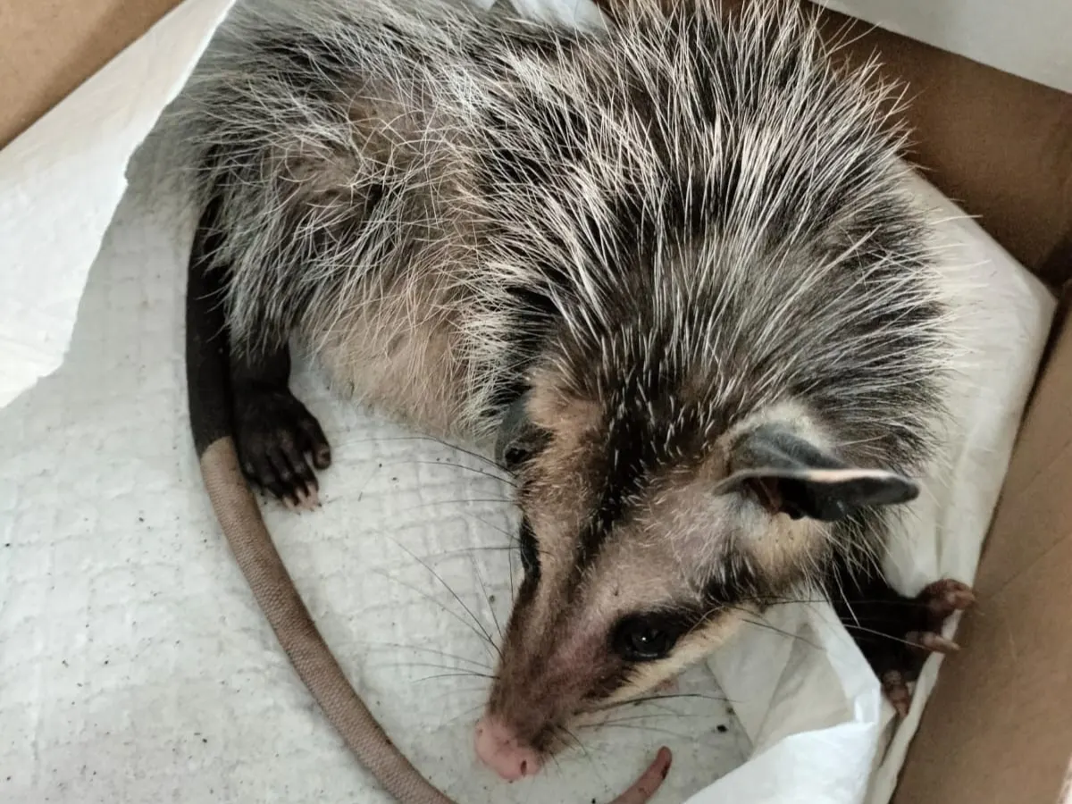 violencia guazalos Honduras