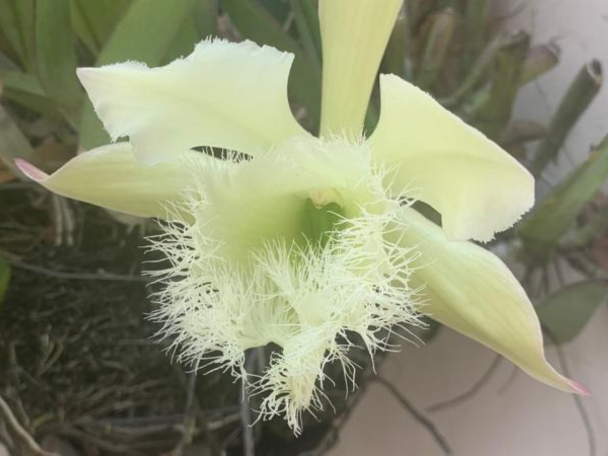 Día de su Flor Nacional