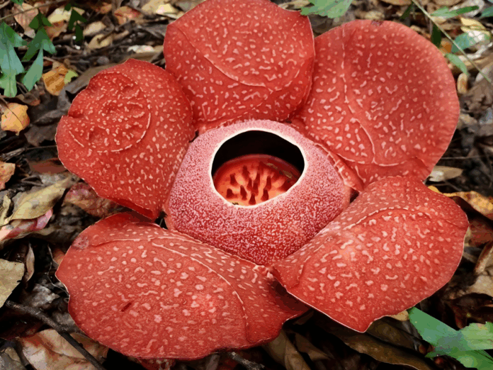 Descubren la flor más grande del mundo