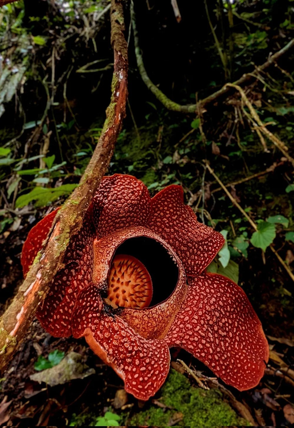 Descubren la flor más grande del mundo