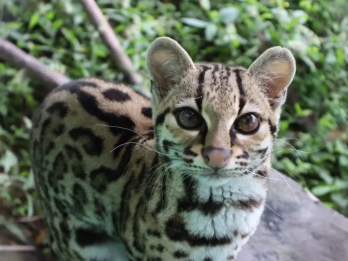 Liberan tigrillo Yoro