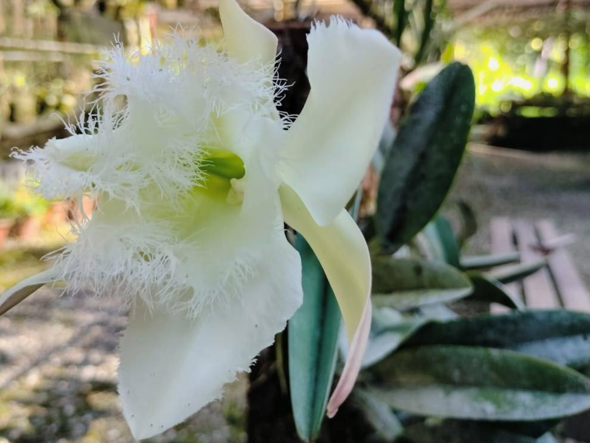 Día de su Flor Nacional