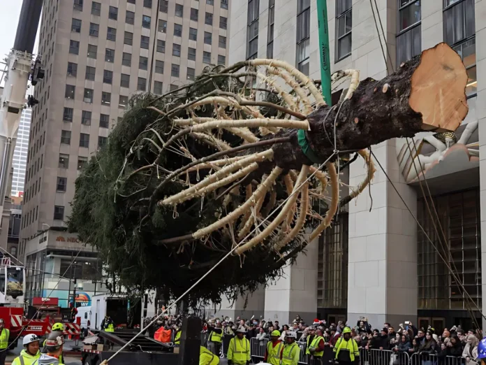 Llega el tradicional árbol de navidad al Rockefeller