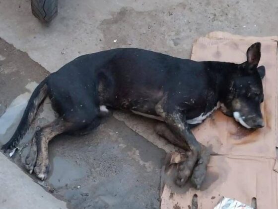 envenenamiento de perros en Danl&iacute;