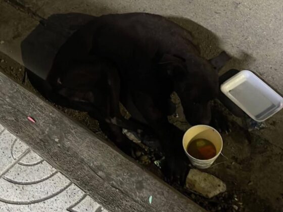 envenenamiento de perros en Danl&iacute;