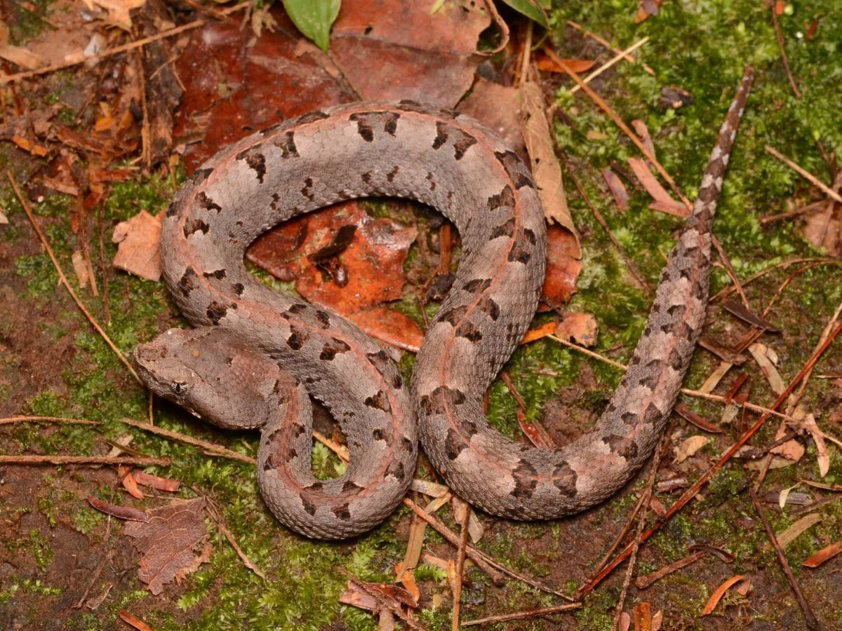 Bebé de es diez meses es mordida por serpiente