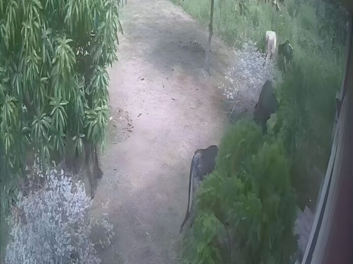 vacas sueltas en Puerto Cortés