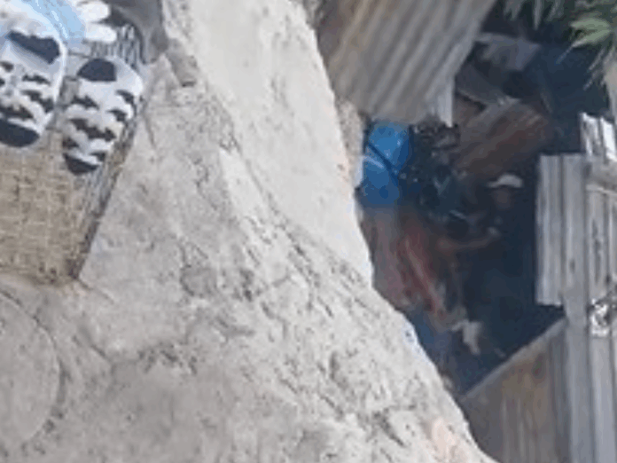 Maltrato animal en 19 de Septiembre