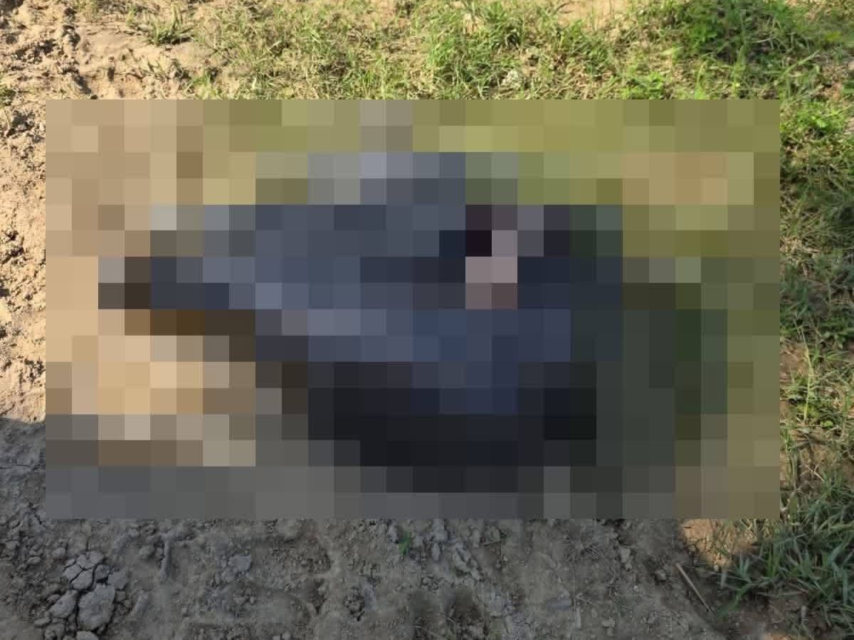 Embolsado Ticamaya (1)