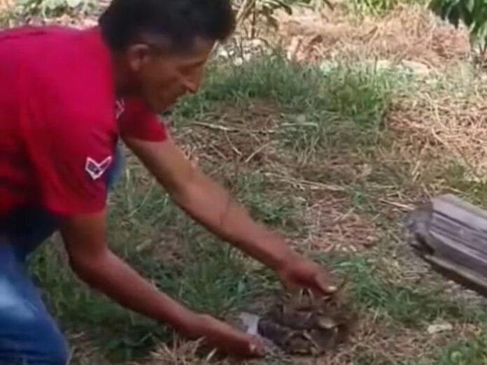 Hombre juega con serpiente venenosa en Colón