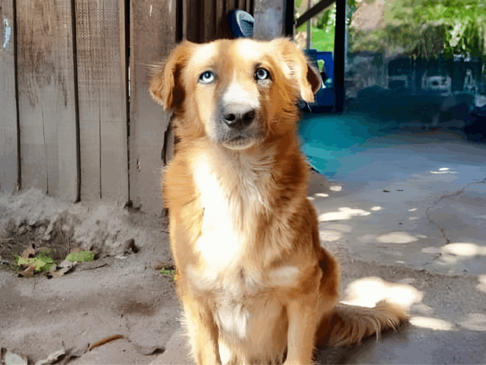 Detención judicial por matar perro en Distrito Central